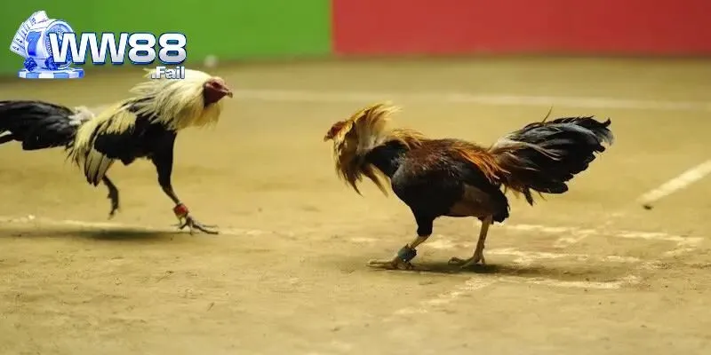 Đa dạng giống gà thi đấu