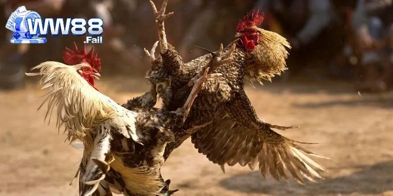 Nhiều loại hình thi đấu chọi gà C4