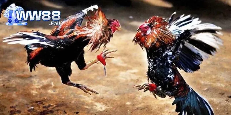 Nhiều loại hình thi đấu được trực tiếp tại WW88