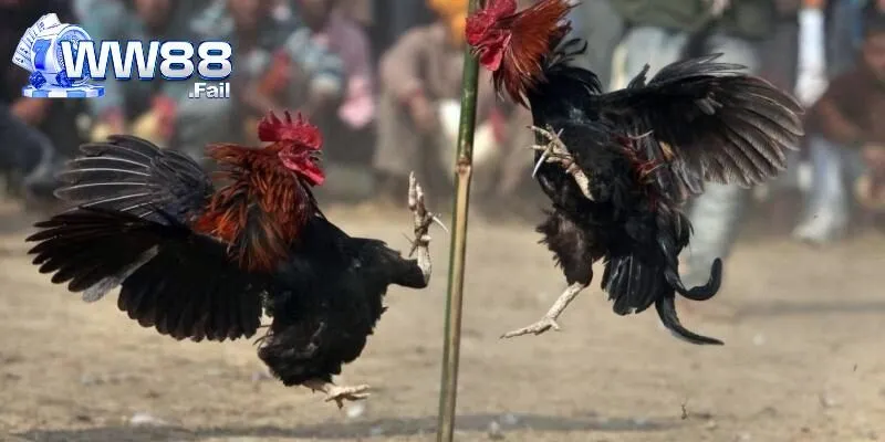 Nhiều hình thức thi đấu chọi gà C3