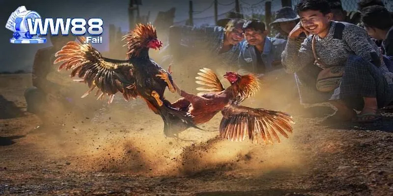 Phong phú các hình thức chọi gà C1 tại WW88