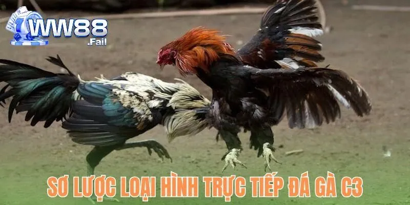 Sơ lược loại hình trực tiếp đá gà C3