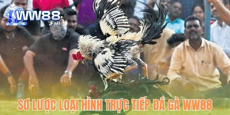 Sơ lược hình thức trực tiếp đá gà tại WW88