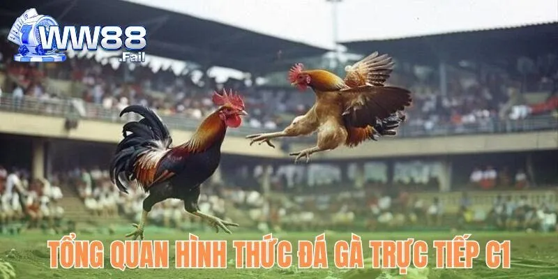Sơ lược về hình thức trực tiếp đá gà C1 hôm nay
