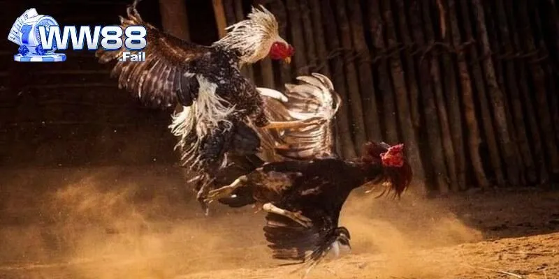 Ưu điểm đặt cược trực tiếp đá gà C1